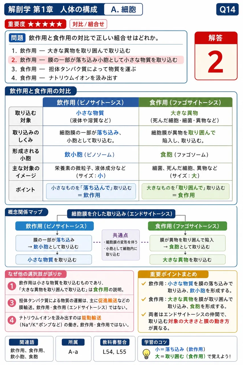 飲作用と食作用の対比で正しい組合せはどれか。 解説図