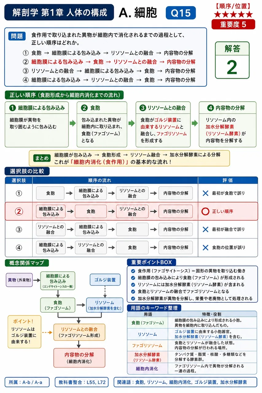 食作用で取り込まれた異物が細胞内で消化されるまでの過程として、正しい順序はどれか。 解説図