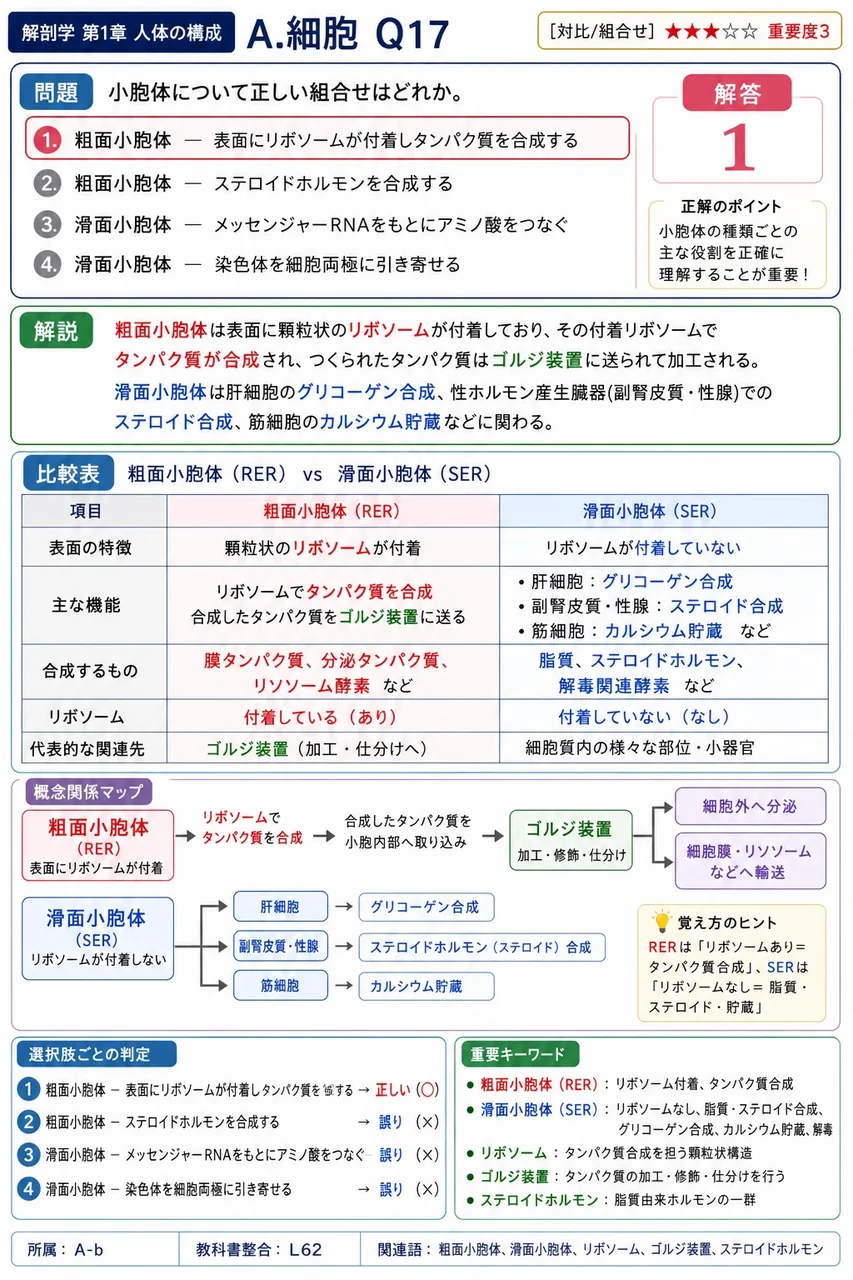 小胞体について正しい組合せはどれか。 解説図