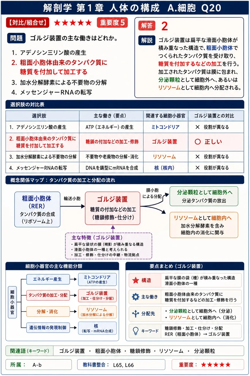 ゴルジ装置の主な働きはどれか。 解説図