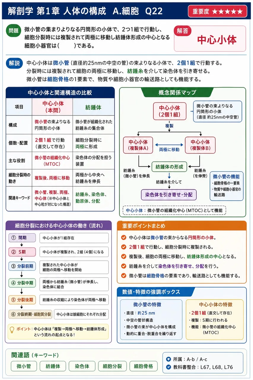 微小管の集まりよりなる円筒形の小体で、2つ1組で行動し、細胞分裂時には複製されて両極に移動し紡錘体形成の中心となる細胞小器官は( )である。 解説図
