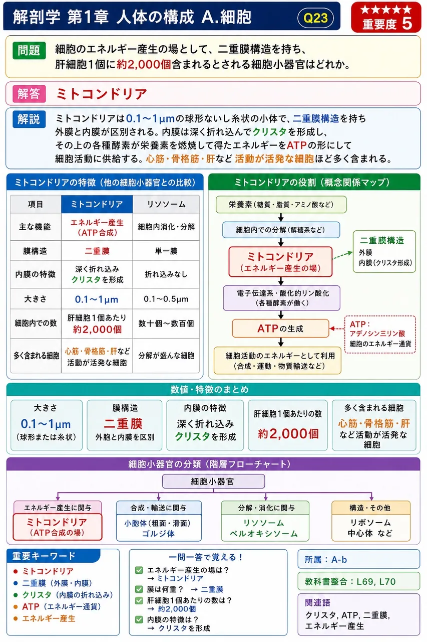 細胞のエネルギー産生の場として、二重膜構造を持ち、肝細胞1個に約2,000個含まれるとされる細胞小器官はどれか。 解説図