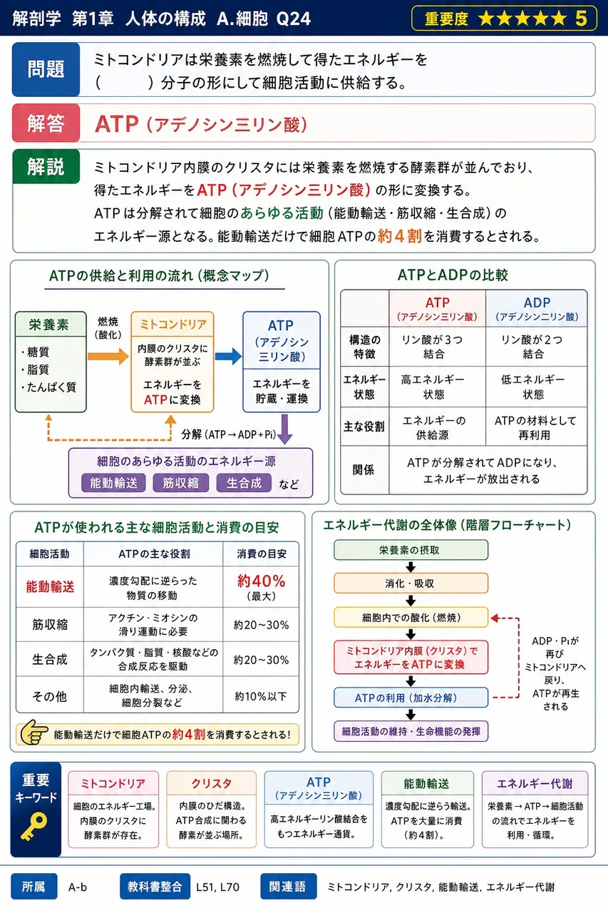 ミトコンドリアは栄養素を燃焼して得たエネルギーを( )分子の形にして細胞活動に供給する。 解説図