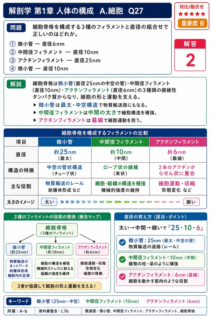 細胞骨格を構成する3種のフィラメントと直径の組合せで正しいのはどれか。 解説図