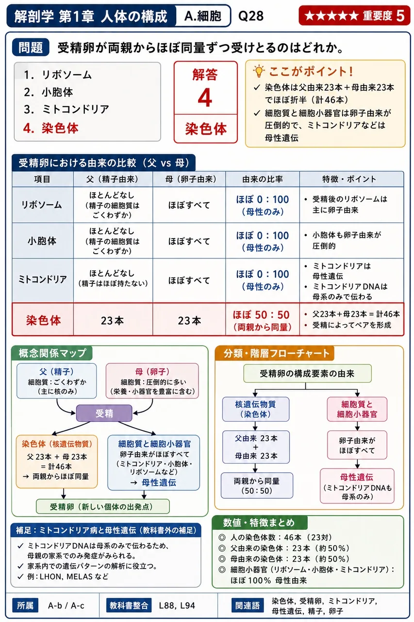 受精卵が両親からほぼ同量ずつ受けとるのはどれか。 解説図