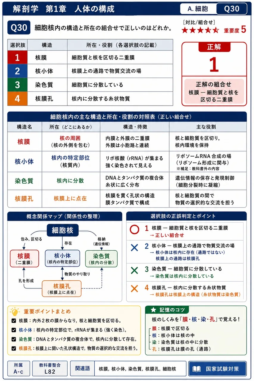 細胞核内の構造と所在の組合せで正しいのはどれか。 解説図