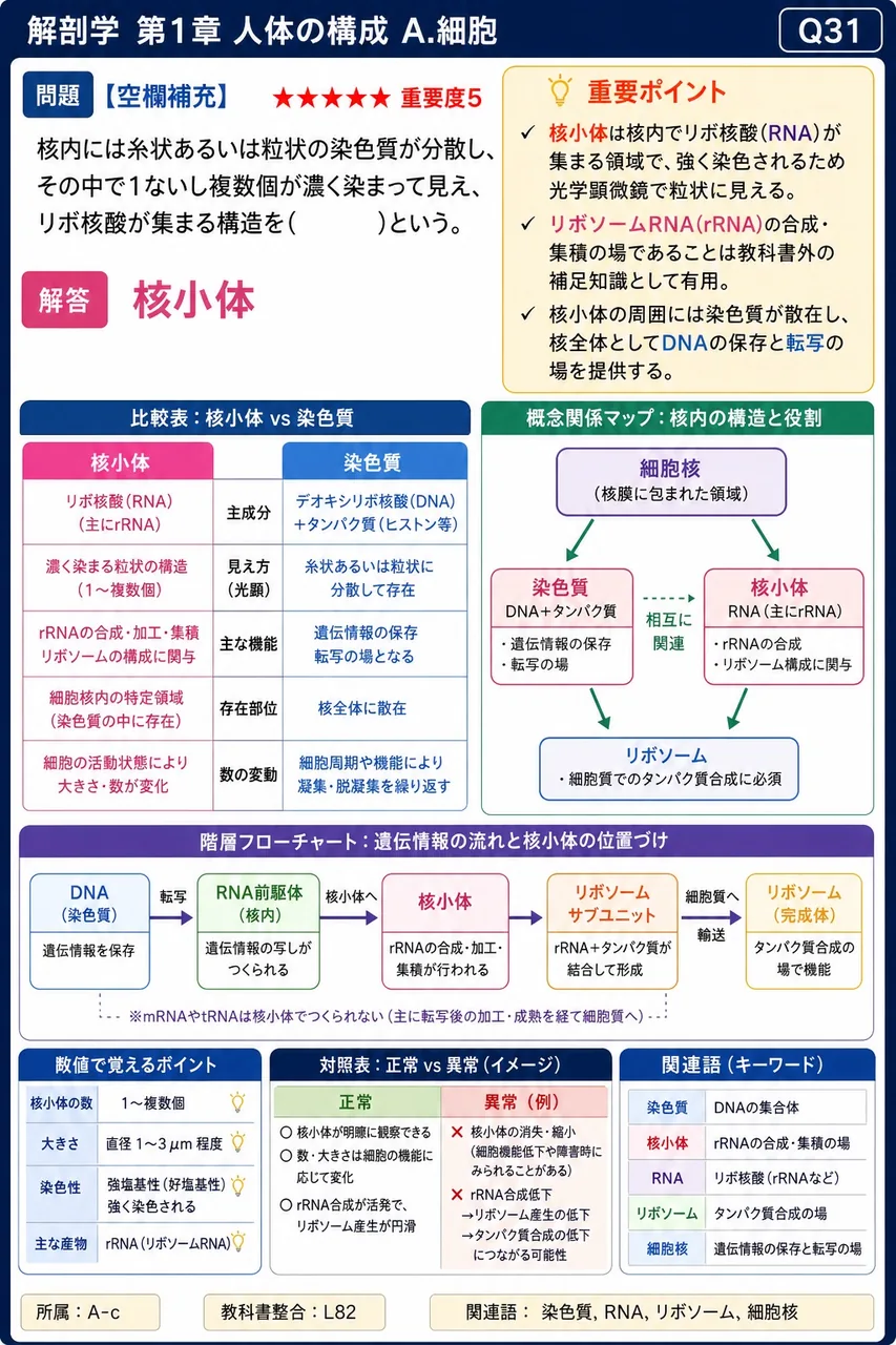 核内には糸状あるいは粒状の染色質が分散し、その中で1ないし複数個が濃く染まって見え、リボ核酸が集まる構造を( )という。 解説図