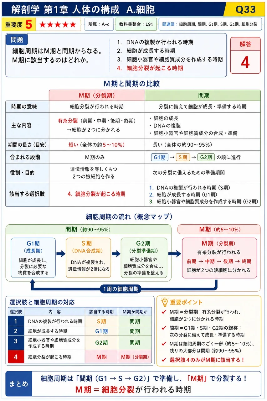 細胞周期はM期と間期からなる。M期に該当するのはどれか。 解説図