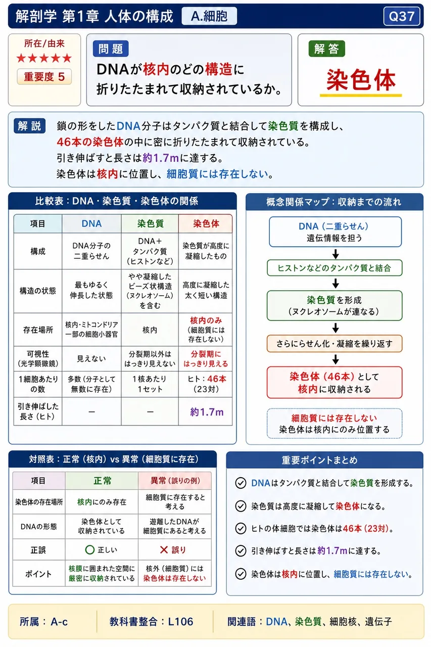 DNAが核内のどの構造に折りたたまれて収納されているか。 解説図