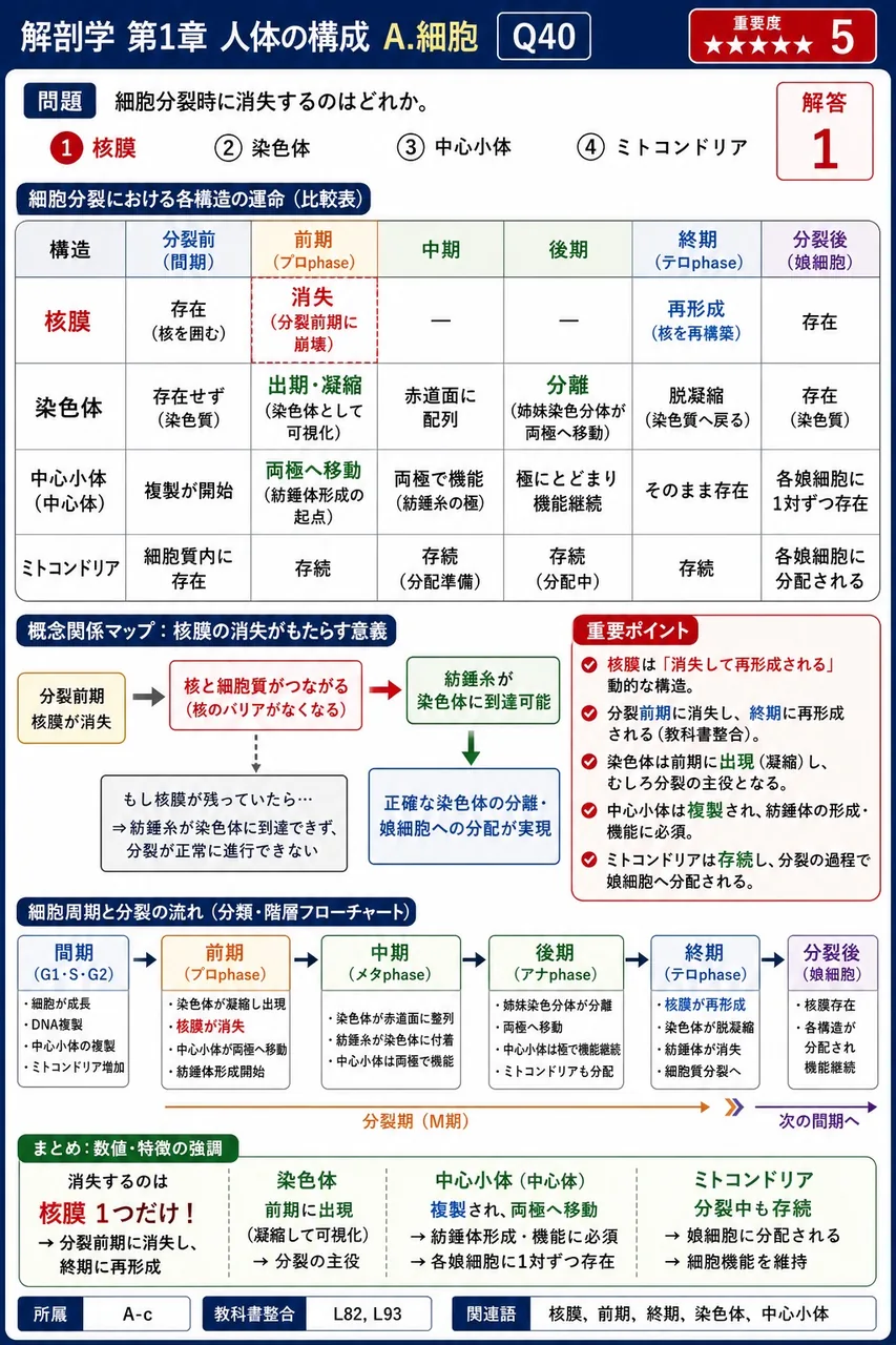 細胞分裂時に消失するのはどれか。 解説図