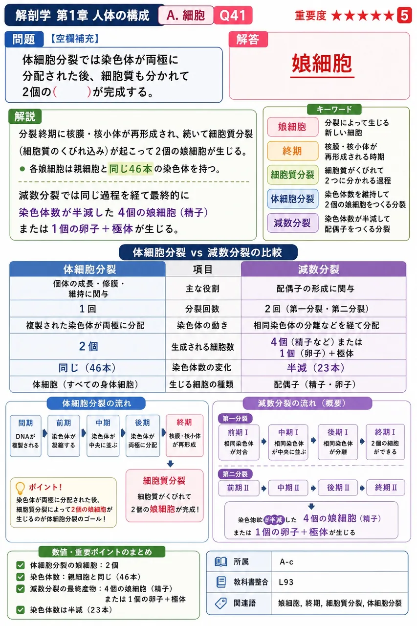 体細胞分裂では染色体が両極に分配された後、細胞質も分かれて2個の( )が完成する。 解説図
