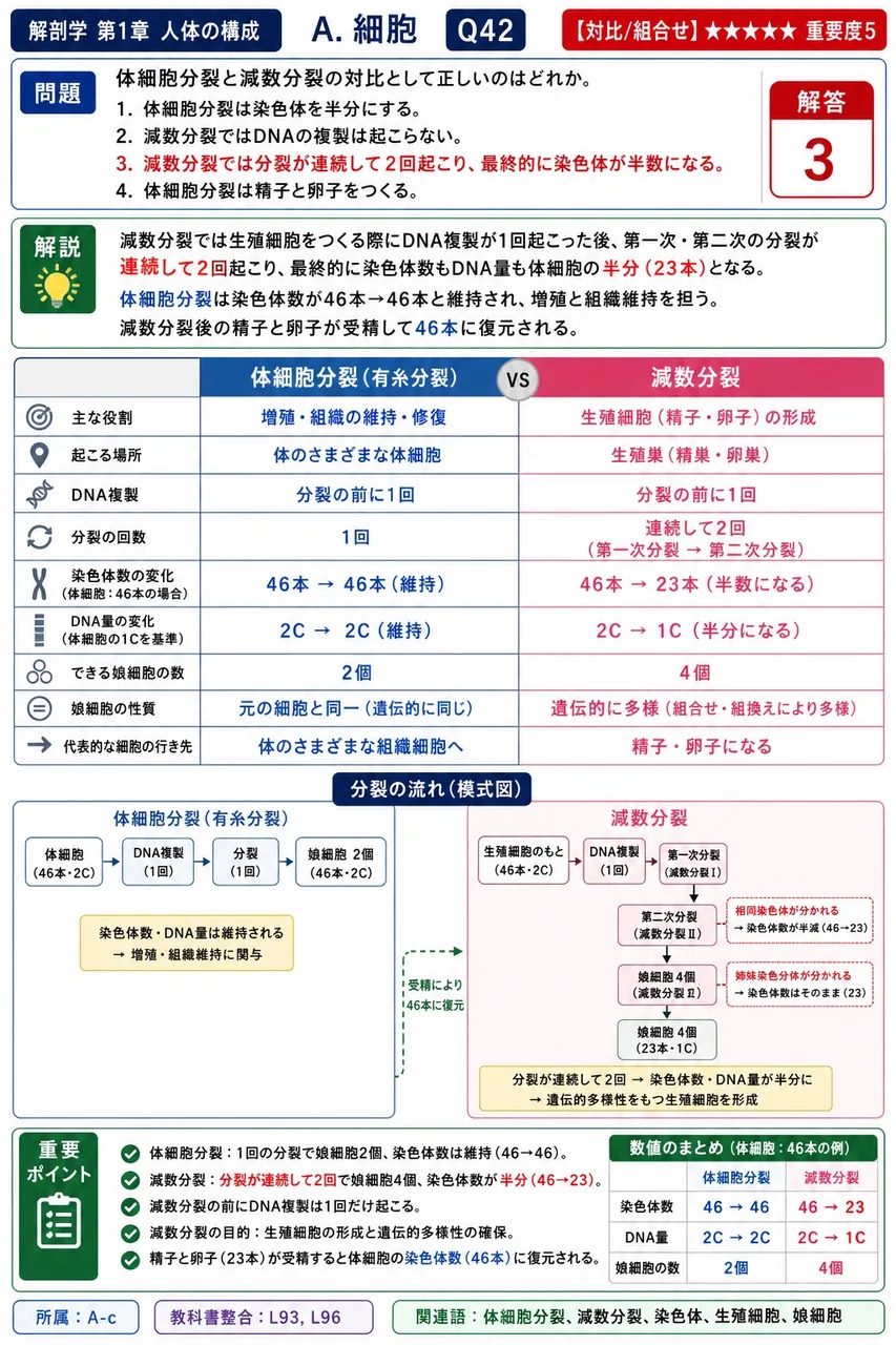 体細胞分裂と減数分裂の対比として正しいのはどれか。 解説図
