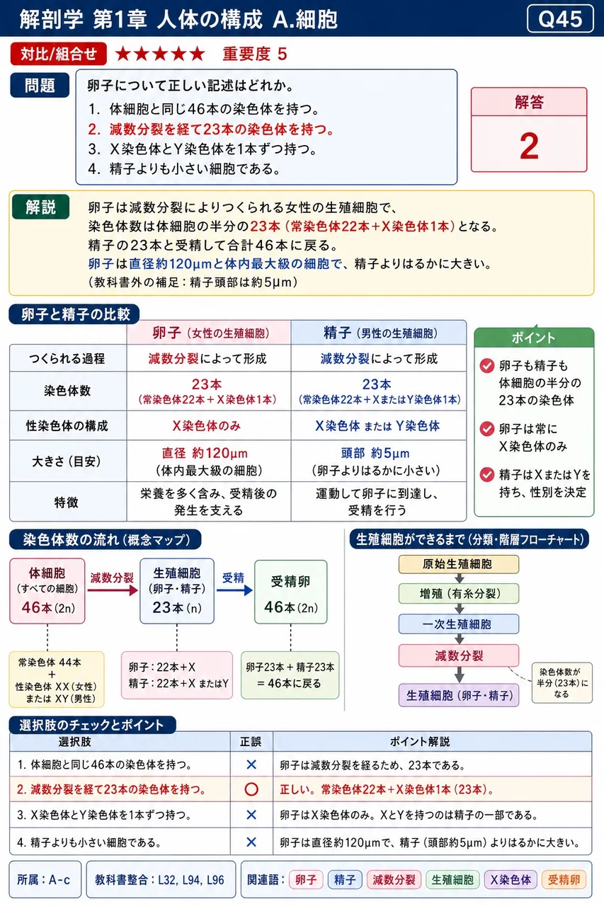 卵子について正しい記述はどれか。 解説図