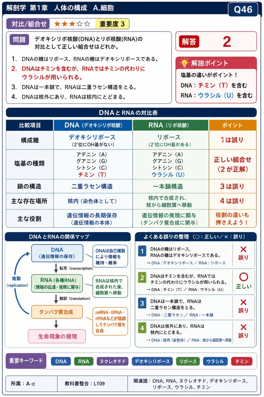 デオキシリボ核酸(DNA)とリボ核酸(RNA)の対比として正しい組合せはどれか。 解説図