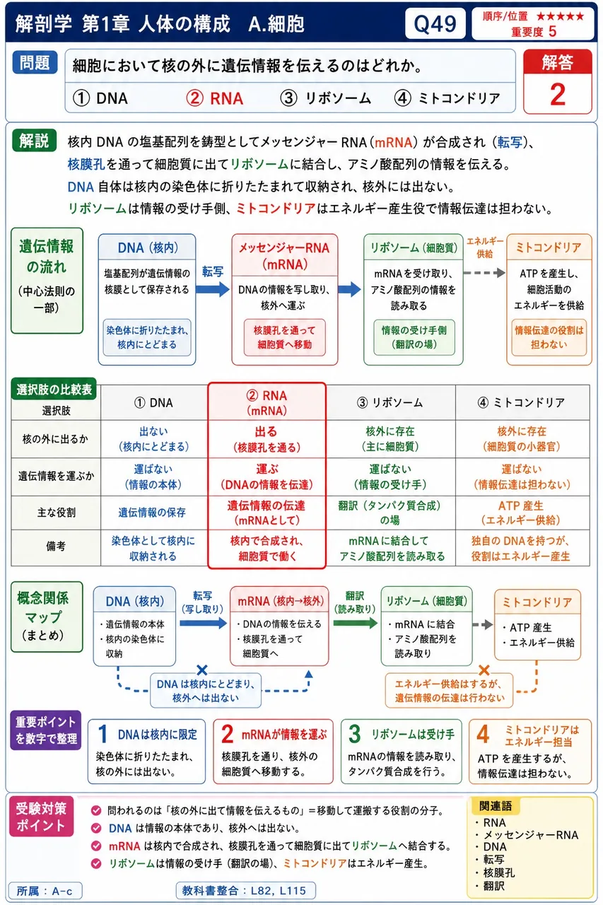 細胞において核の外に遺伝情報を伝えるのはどれか。 解説図