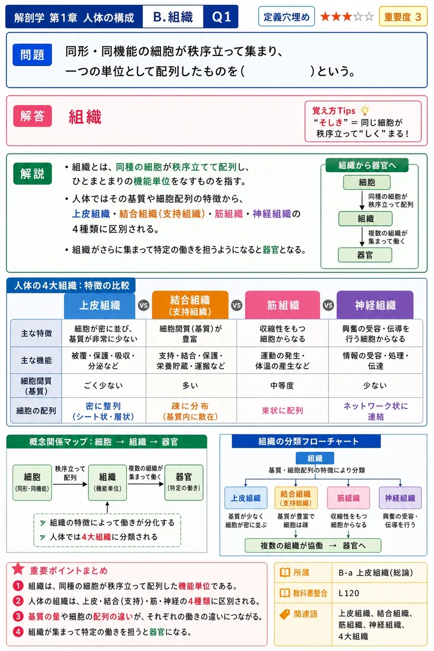 同形・同機能の細胞が秩序立って集まり、一つの単位として配列したものを( )という。 解説図