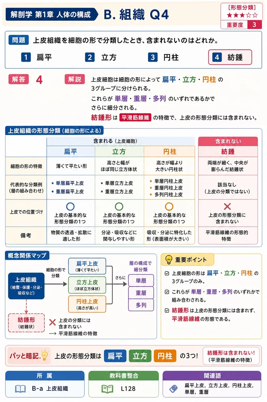上皮組織を細胞の形で分類したとき、含まれないのはどれか。 解説図