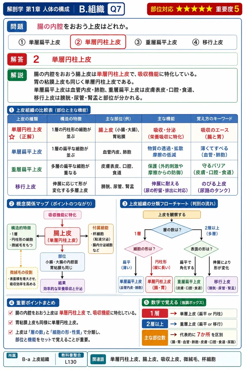 腸の内腔をおおう上皮はどれか。 解説図