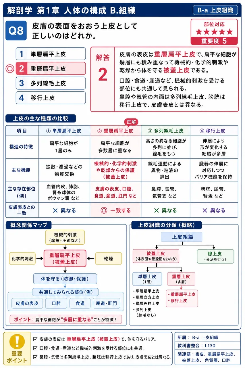 皮膚の表面をおおう上皮として正しいのはどれか。 解説図