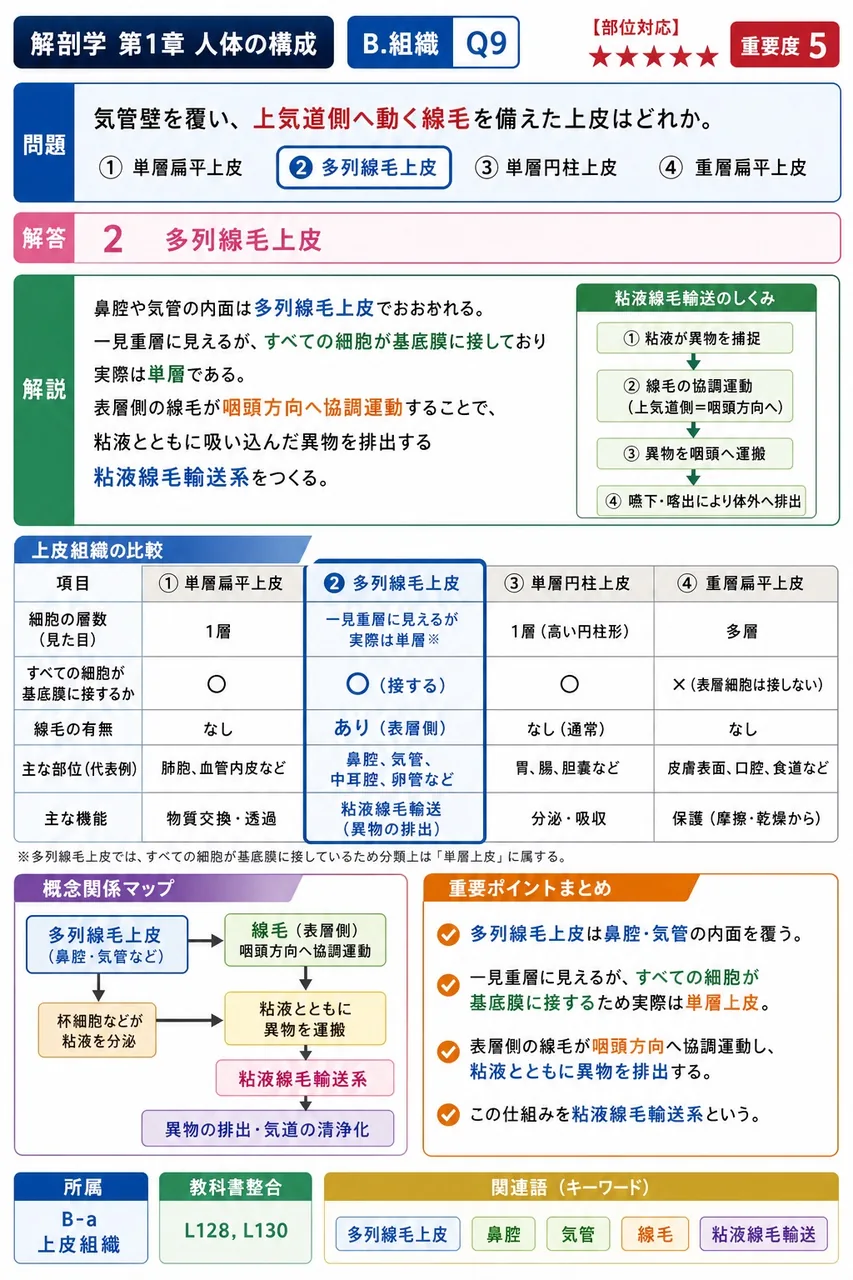 気管壁を覆い、上気道側へ動く線毛を備えた上皮はどれか。 解説図