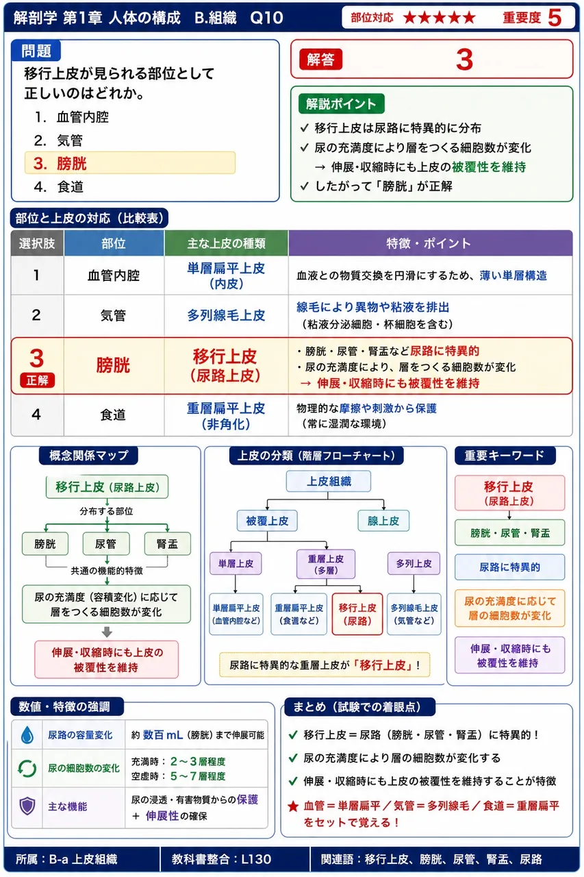 移行上皮が見られる部位として正しいのはどれか。 解説図