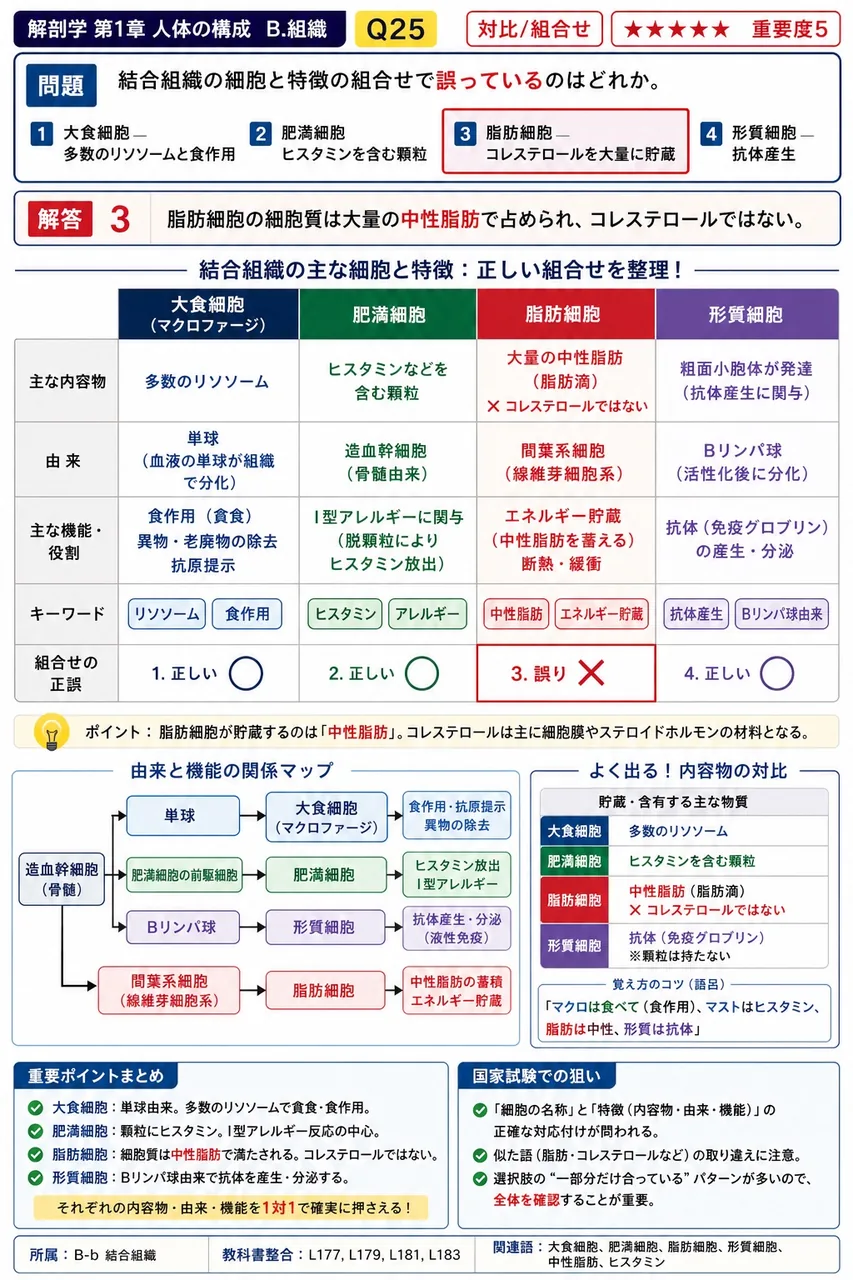 結合組織の細胞と特徴の組合せで誤っているのはどれか。 解説図