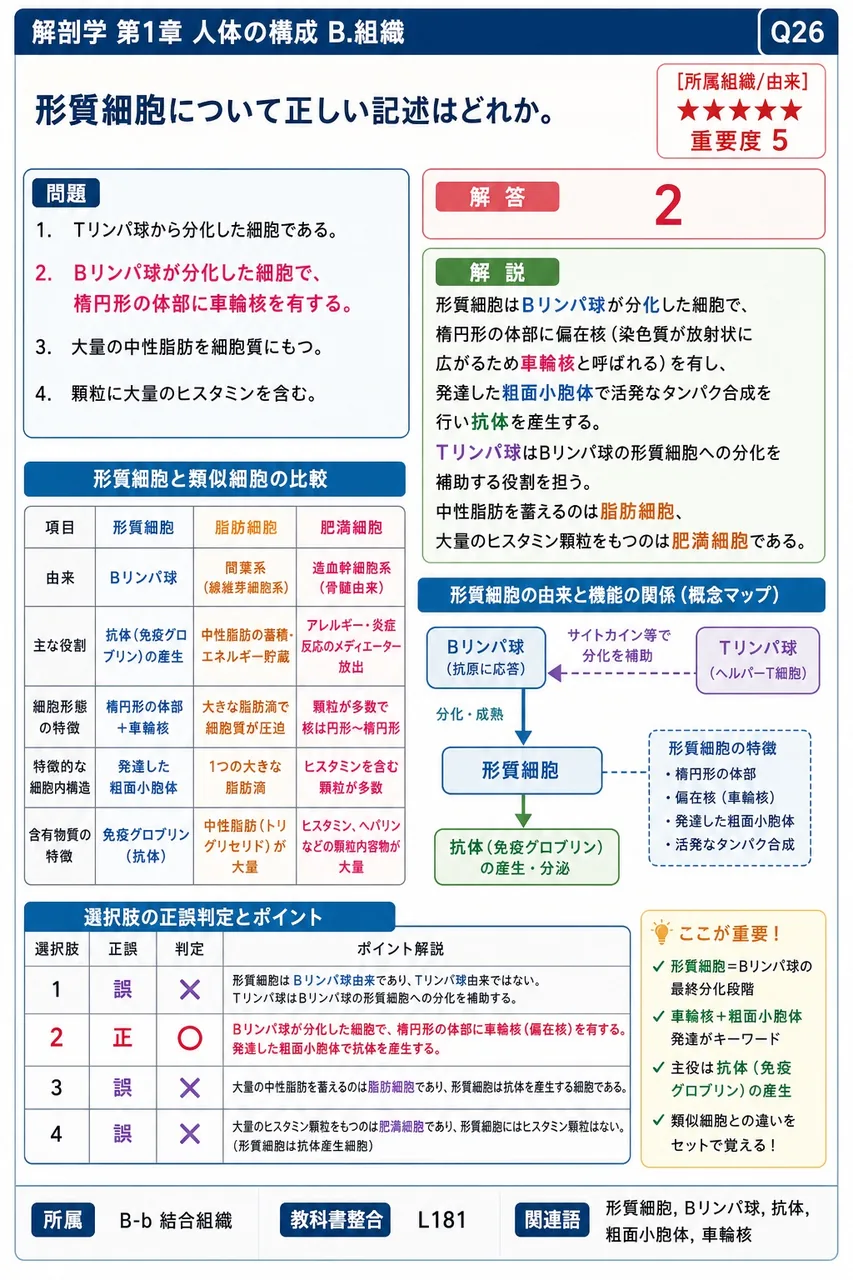 形質細胞について正しい記述はどれか。 解説図