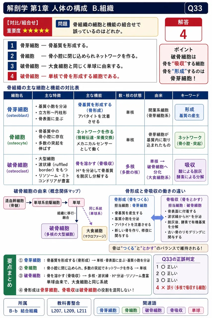 骨組織の細胞と機能の組合せで誤っているのはどれか。 解説図
