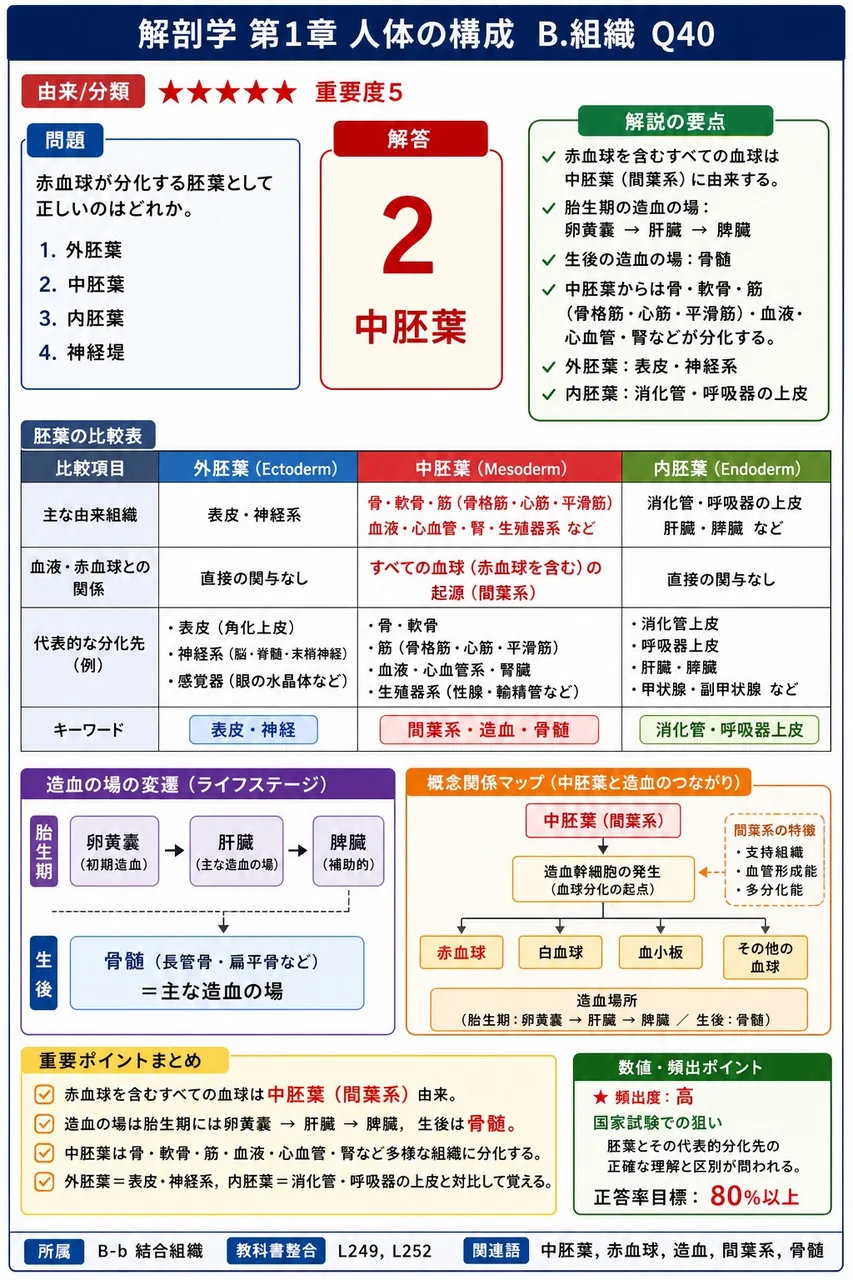 赤血球が分化する胚葉として正しいのはどれか。 解説図
