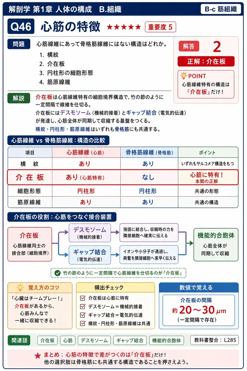 心筋線維にあって骨格筋線維にはない構造はどれか。 解説図