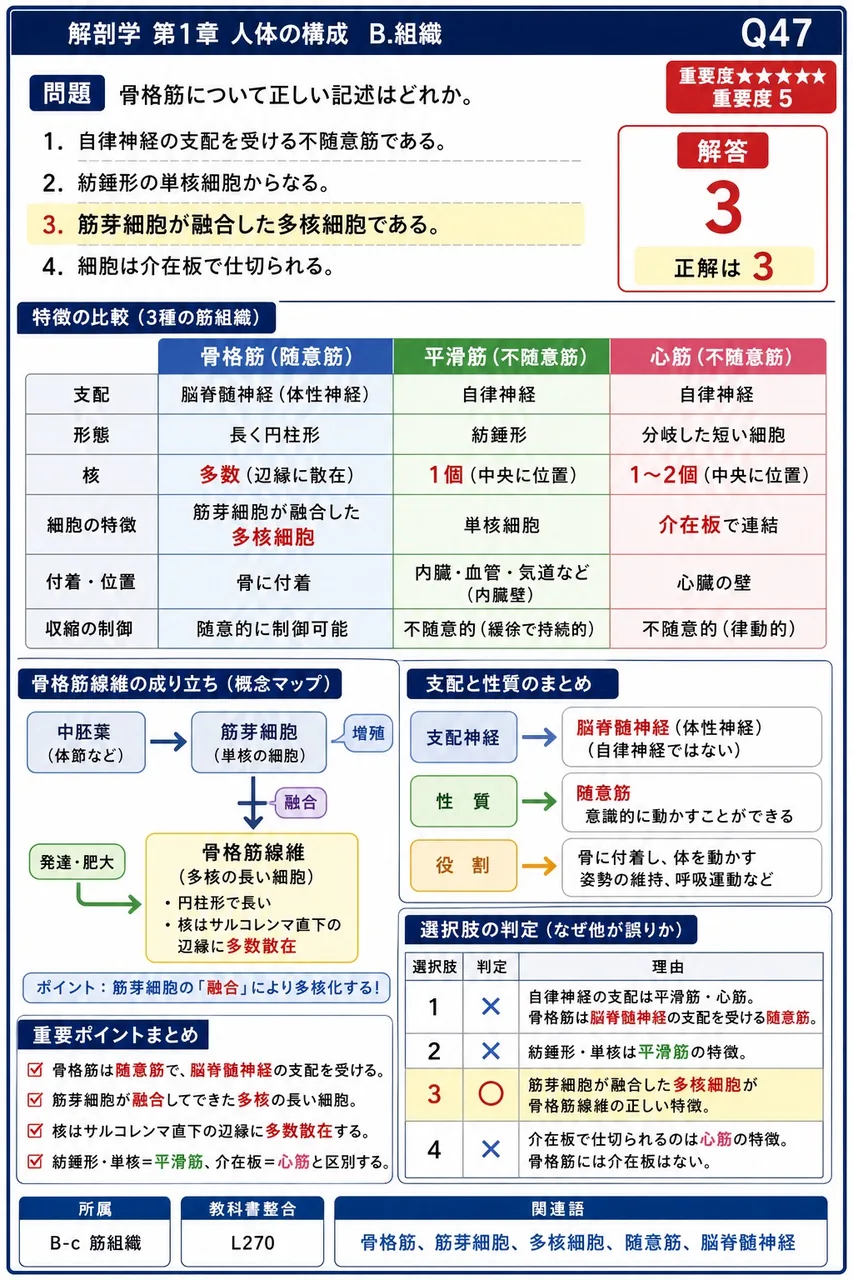 骨格筋について正しい記述はどれか。 解説図