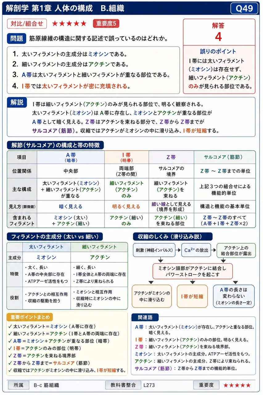 筋原線維の構造に関する記述で誤っているのはどれか。 解説図