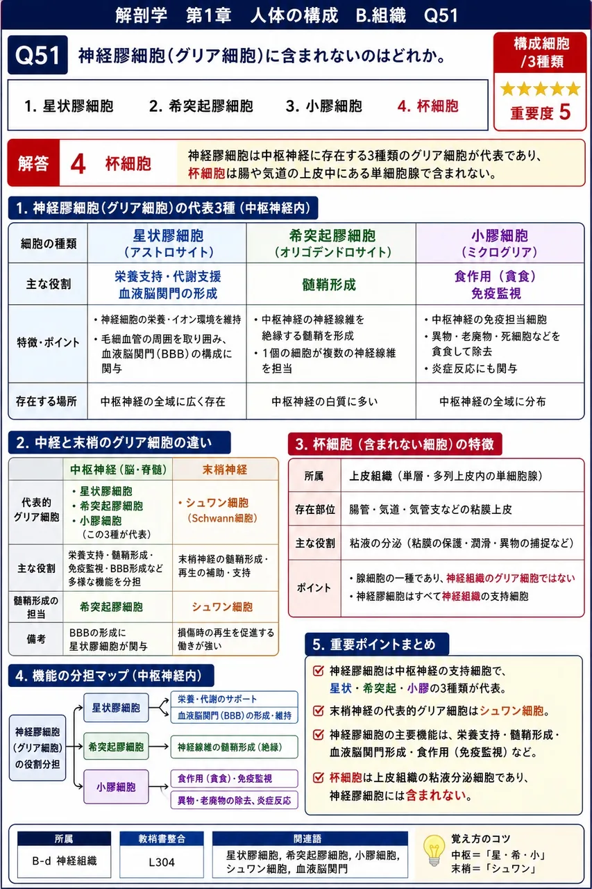 神経膠細胞(グリア細胞)に含まれないのはどれか。 解説図