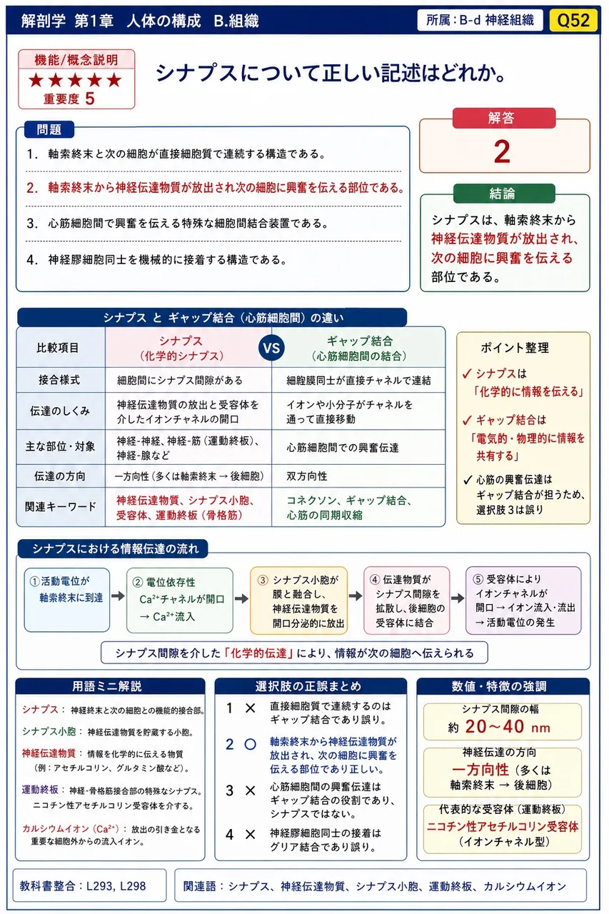 シナプスについて正しい記述はどれか。 解説図