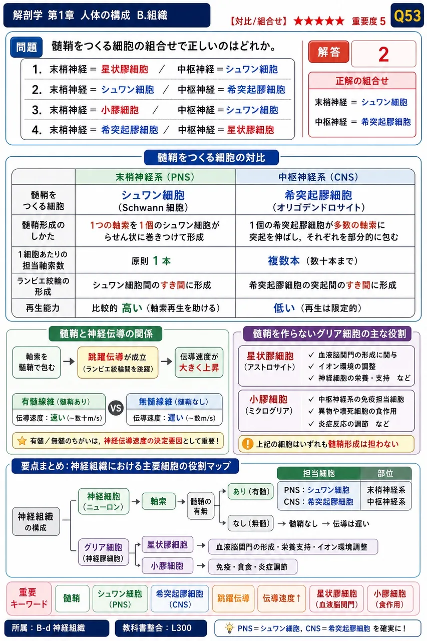 髄鞘をつくる細胞の組合せで正しいのはどれか。 解説図