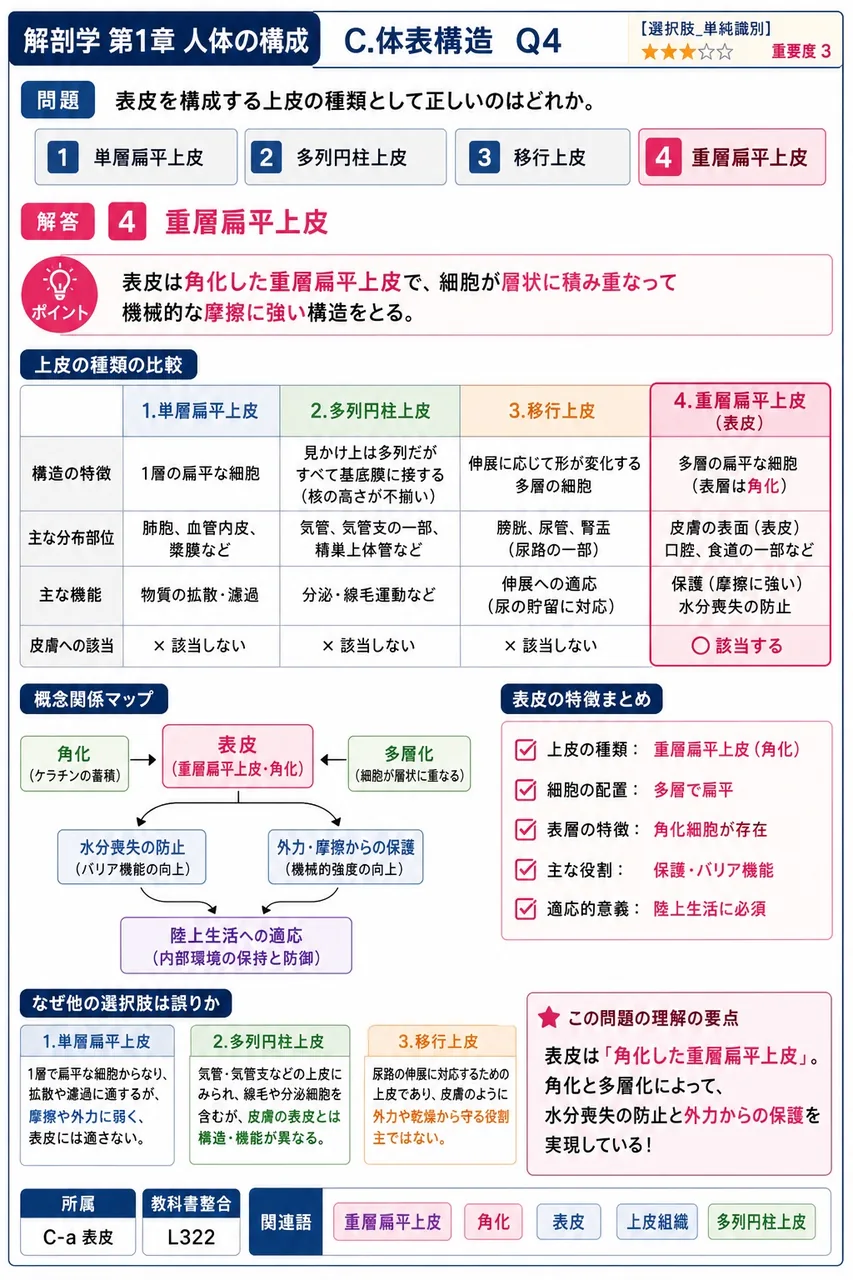 表皮を構成する上皮の種類として正しいのはどれか。 解説図