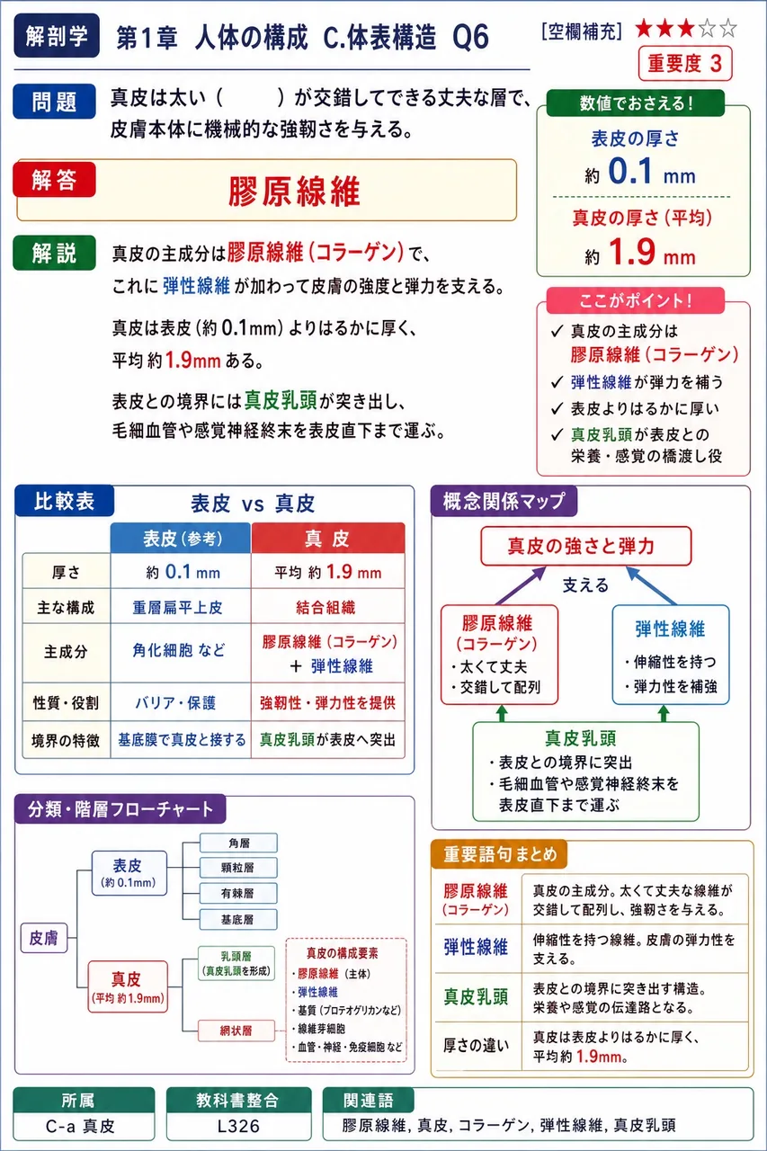 真皮は太い（ ）が交錯してできる丈夫な層で、皮膚本体に機械的な強靱さを与える。 解説図