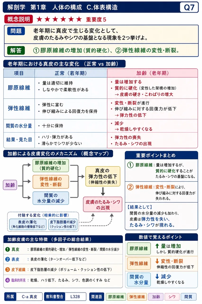 老年期に真皮で生じる変化として、皮膚のたるみやシワの基盤となる現象を2つ挙げよ。 解説図