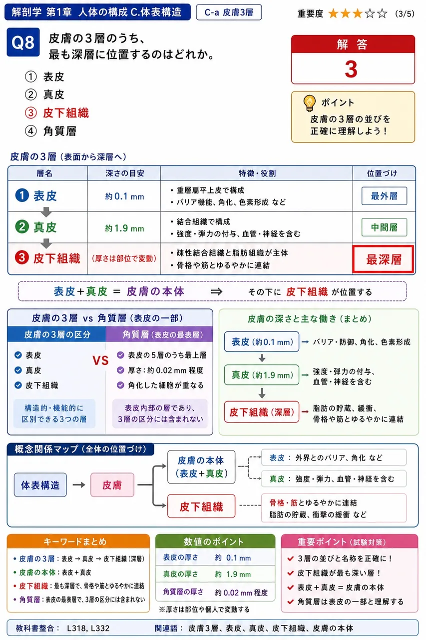 皮膚の3層のうち、最も深層に位置するのはどれか。 解説図