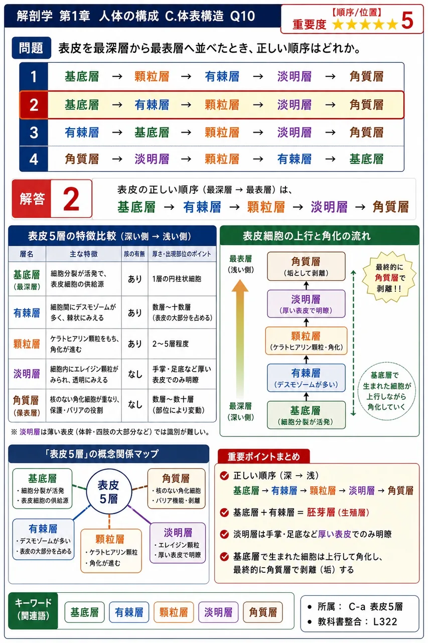 表皮を最深層から最表層へ並べたとき、正しい順序はどれか。 解説図