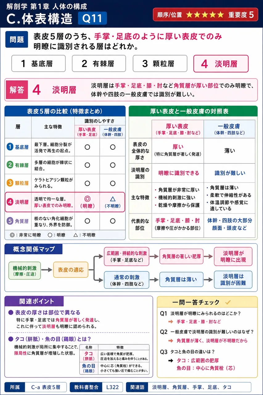 表皮5層のうち、手掌・足底のように厚い表皮でのみ明瞭に識別される層はどれか。 解説図