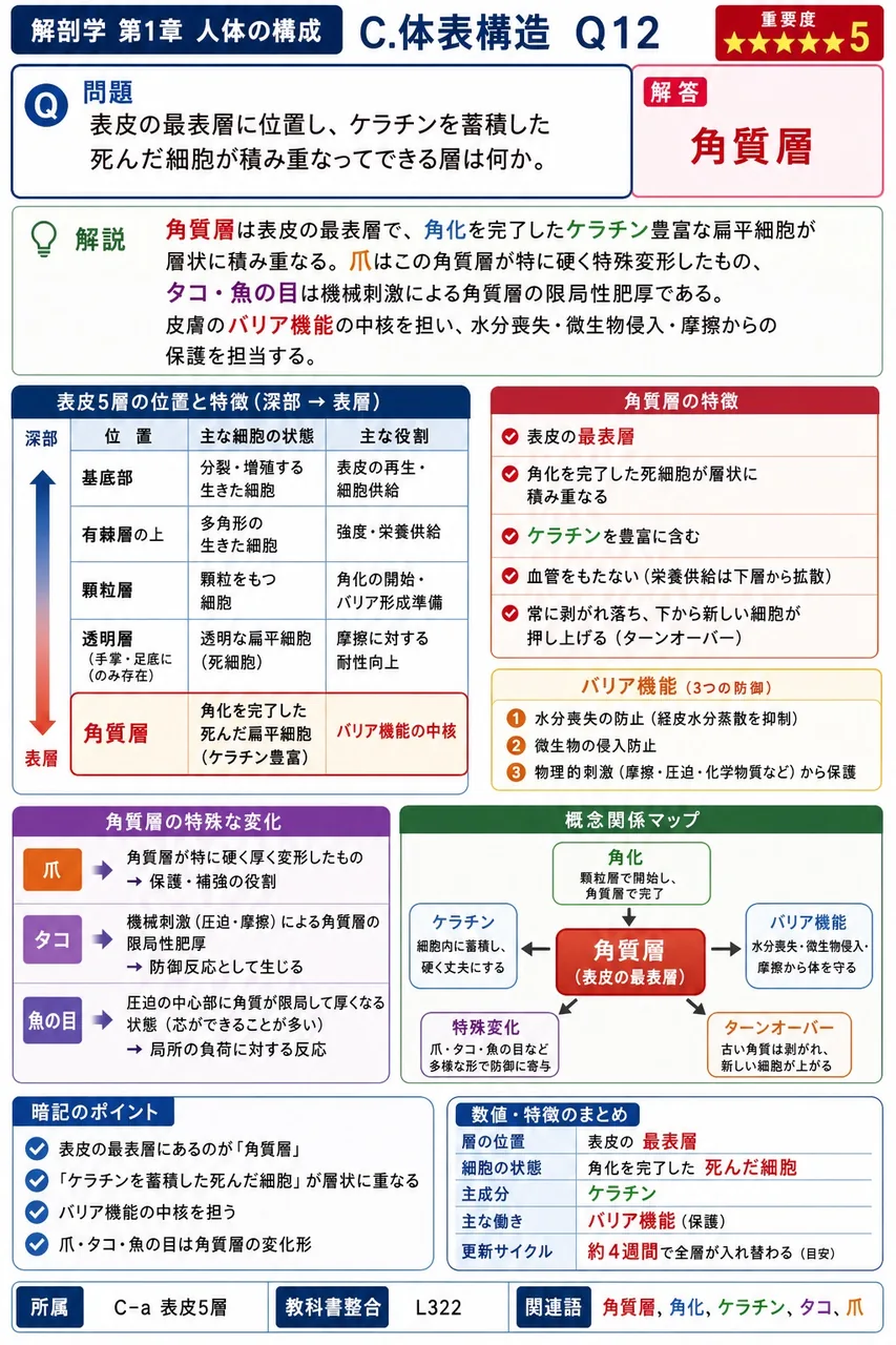 表皮の最表層に位置し、ケラチンを蓄積した死んだ細胞が積み重なってできる層は何か。 解説図