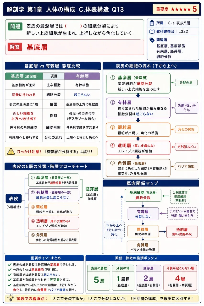 表皮の最深層では（ ）の細胞分裂により新しい上皮細胞が生まれ、上行しながら角化していく。 解説図