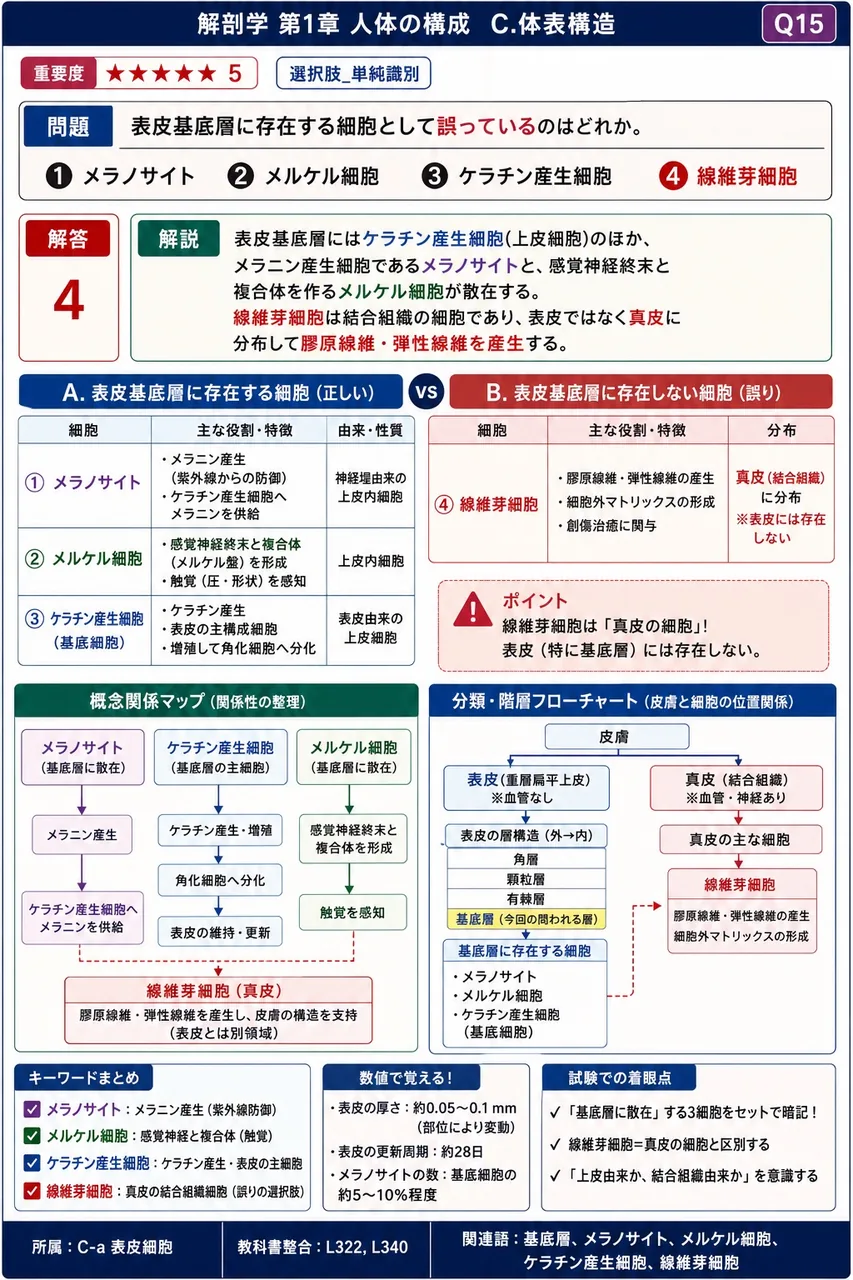 表皮基底層に存在する細胞として誤っているのはどれか。 解説図