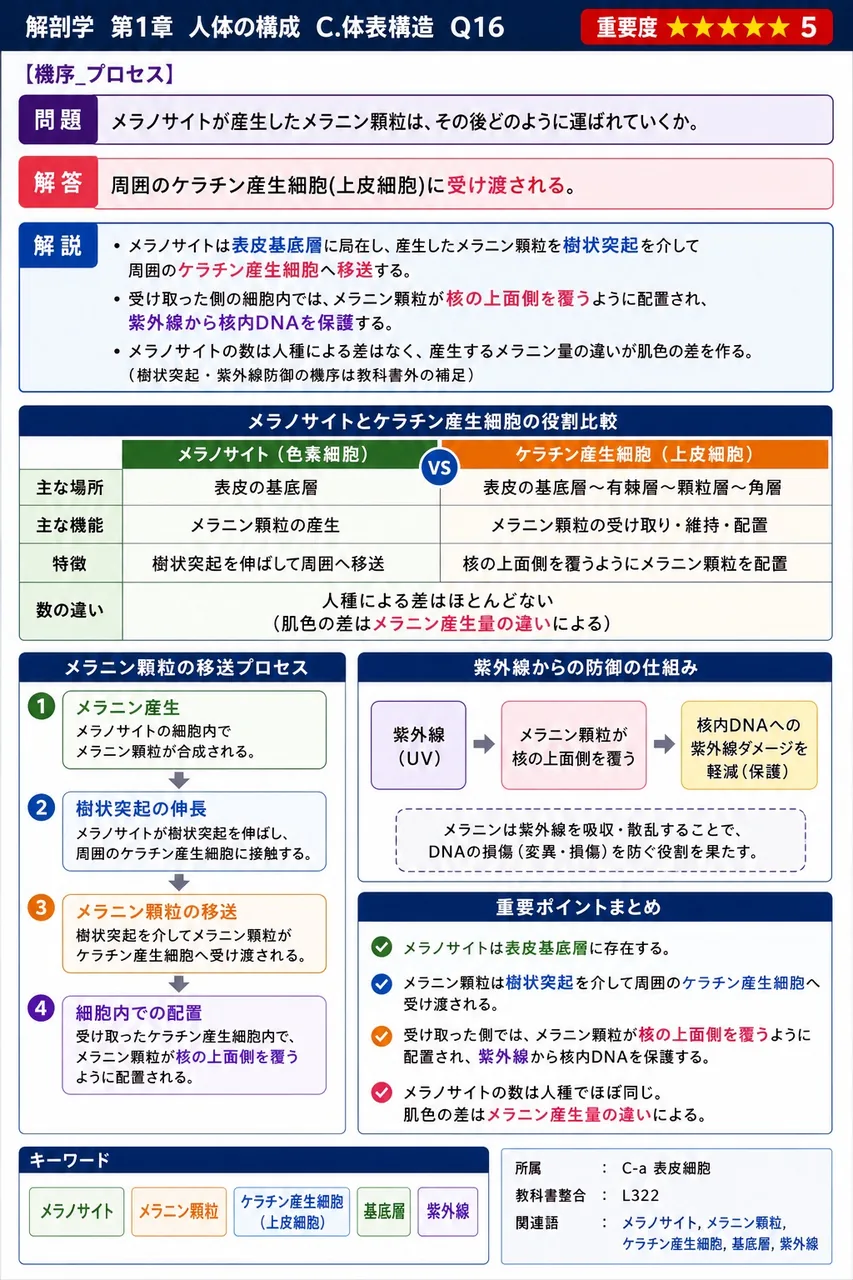 メラノサイトが産生したメラニン顆粒は、その後どのように運ばれていくか。 解説図