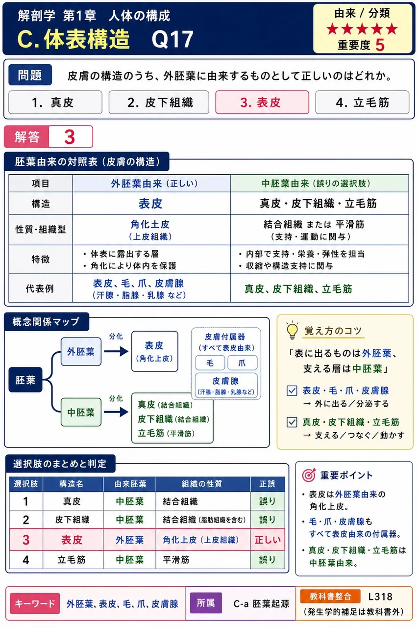 皮膚の構造のうち、外胚葉に由来するものとして正しいのはどれか。 解説図