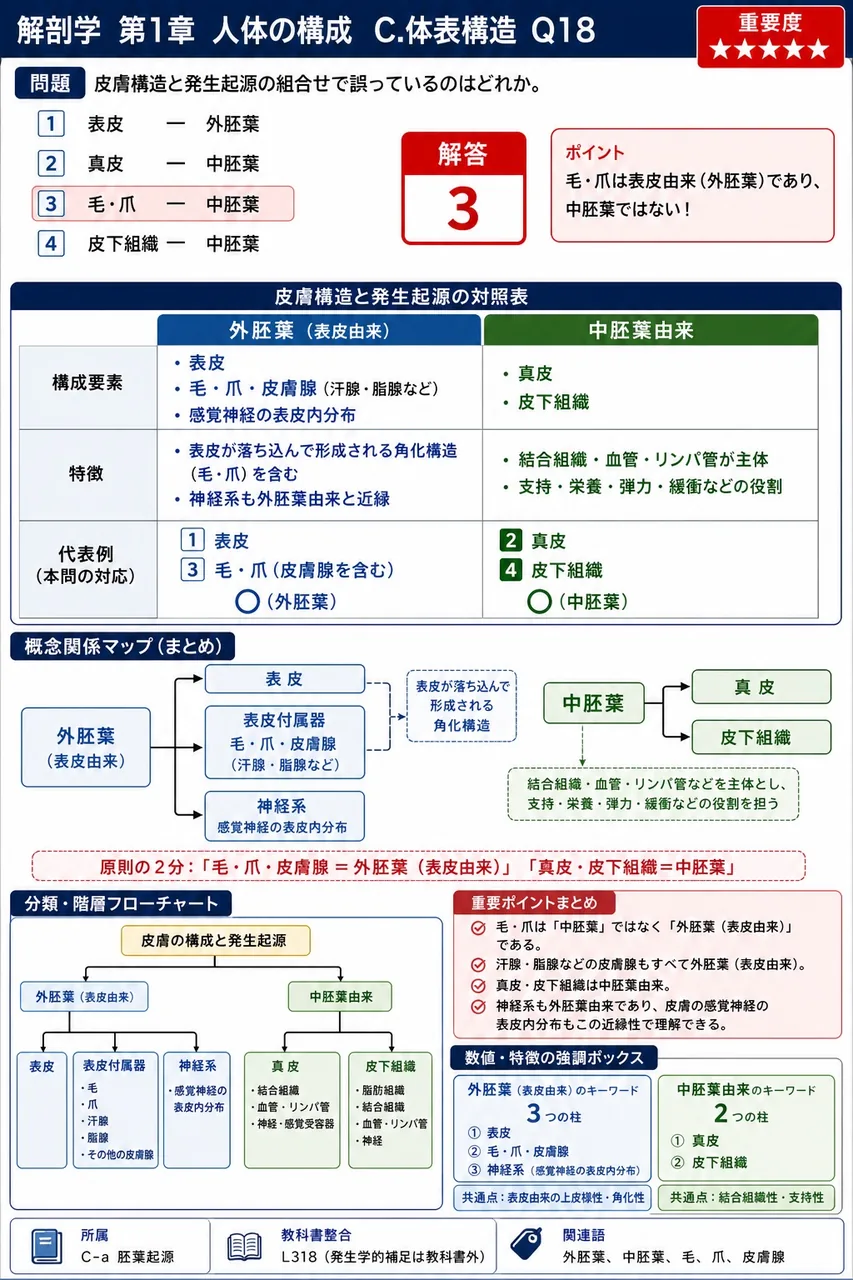 皮膚構造と発生起源の組合せで誤っているのはどれか。 解説図