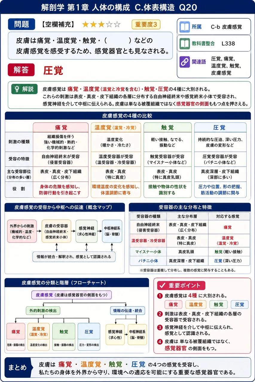 皮膚は痛覚・温度覚・触覚・( )などの皮膚感覚を感受するため、感覚器官とも見なされる。 解説図