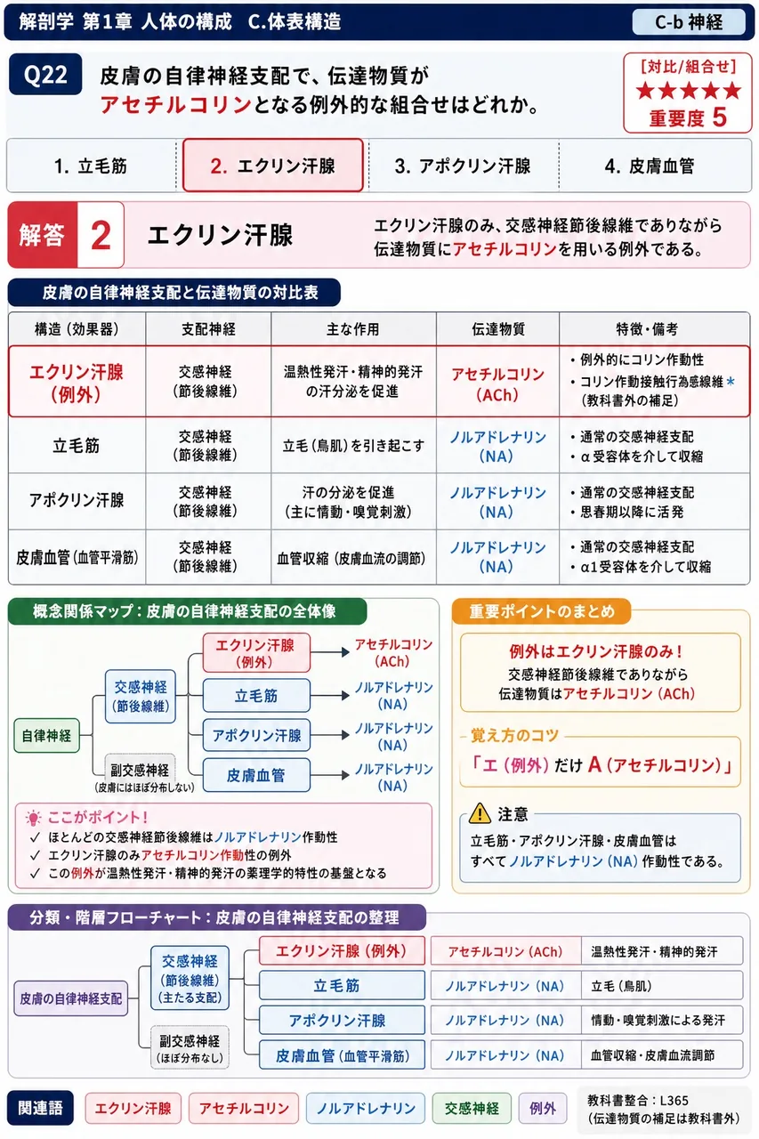 皮膚の自律神経支配で、伝達物質がアセチルコリンとなる例外的な組合せはどれか。 解説図