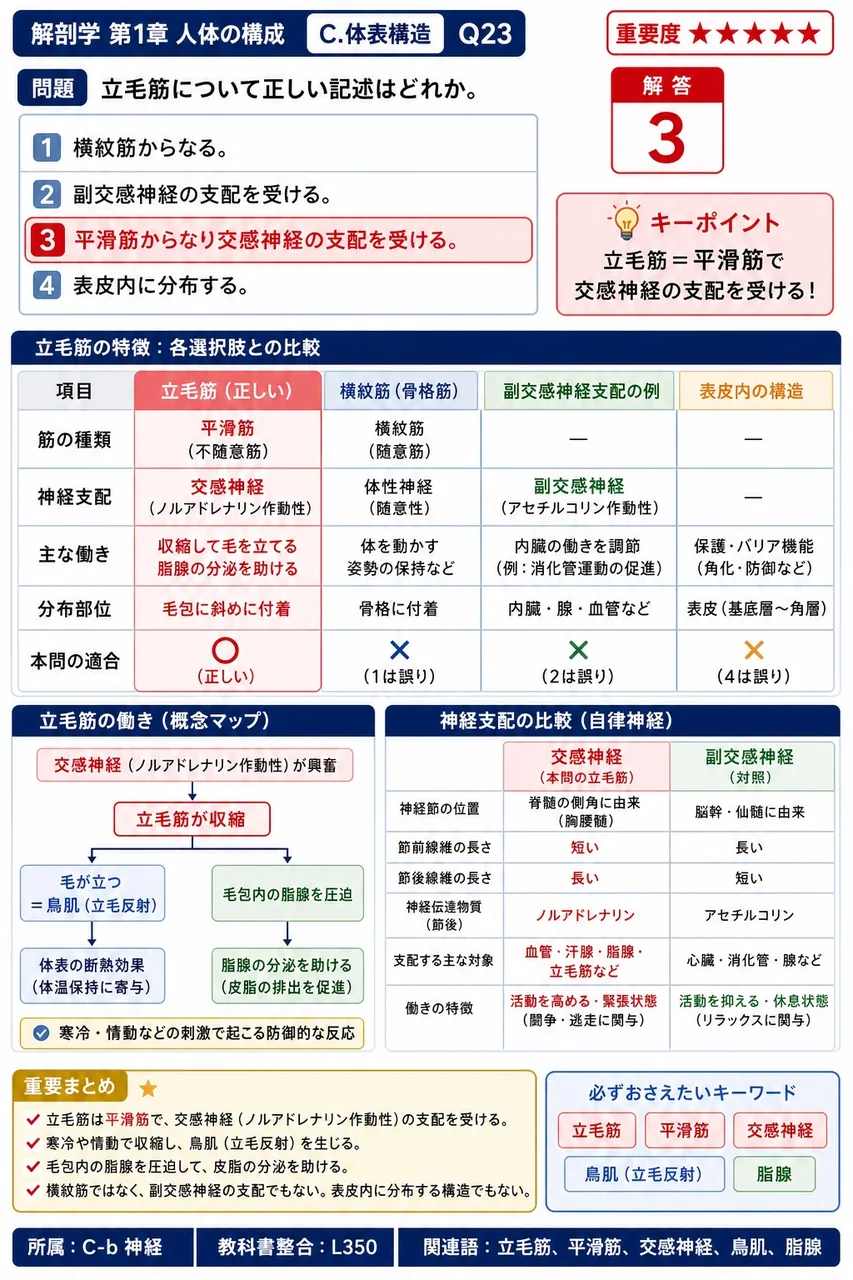 立毛筋について正しい記述はどれか。 解説図